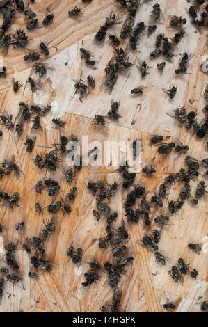 Dead flies lying on the ground may be infected Stock Photo