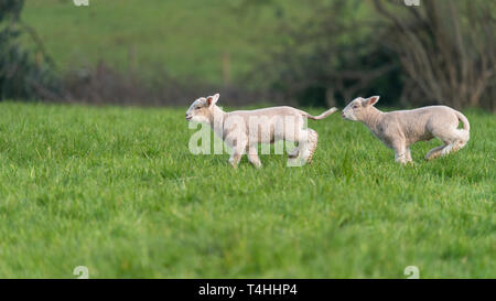 Lambs playing in field of green grass in Spring. Stock Photo