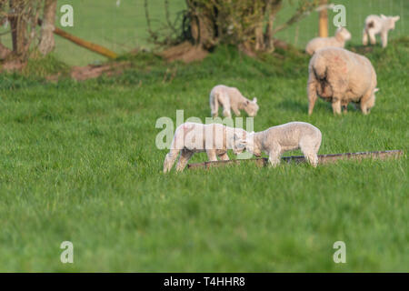 Lambs playing in field of green grass in Spring. Stock Photo