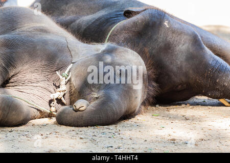 Two elephants lying on its side. Stock Photo