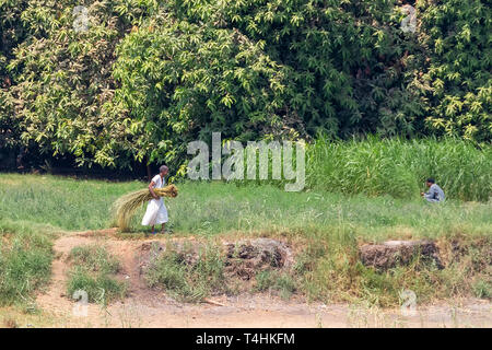 Aswan, Egypt - September 13, 2018: Egyptian Nubian farmer walking in his green field carrying harvest in his traditional Egyptian clothing Stock Photo