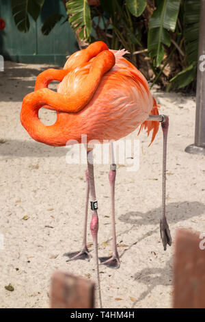 Caribbean Flamingo on public display at Seaworld in Orlando Stock Photo