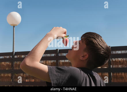 Boy eating one delicious strawberry outdoors, with blue sky background Stock Photo