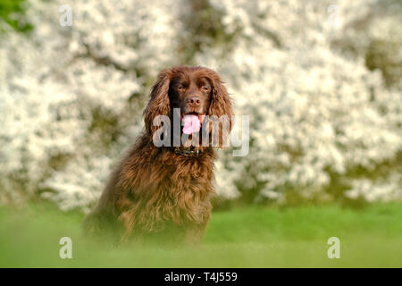 Chalvington, East Sussex, UK. 17th April 2019. Fudge the cocker spaniel enjoying the last of the sun in front of blackthorn blossom. © Peter Cripps/Alamy Live News Stock Photo