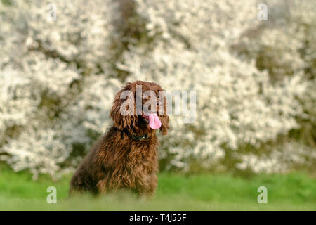 Chalvington, East Sussex, UK. 17th April 2019. Fudge the cocker spaniel enjoying the last of the sun in front of blackthorn blossom. © Peter Cripps/Alamy Live News Stock Photo