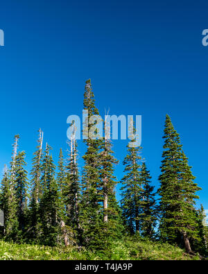 Tops of tall pine trees against the background of gray winter sky Stock ...