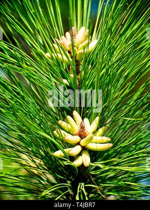 The Woodlands, TX USA - 02/17/2019  -  New Spring Pine Cones Stock Photo
