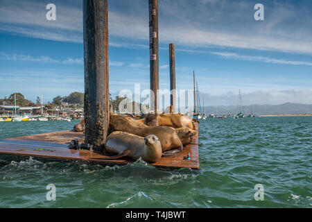Seals at Morro Bay, California Stock Photo