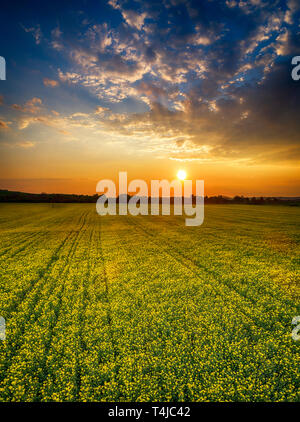 Aerial panorama taken with flying drone with yellow rapeseed field and agricultural land at sunset. Abstract background with stripes and waves. - Imag Stock Photo