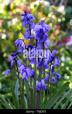 Spanish Bluebell or Hyacinthoides hispanica in a garden Stock Photo