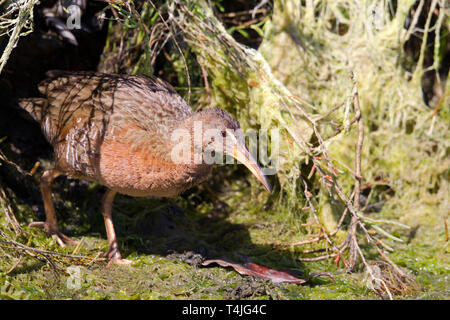 Ridgway's Rail Stock Photo