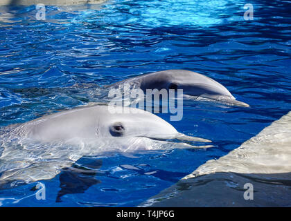 Two Dolphins playing in clear blue water. Stock Photo
