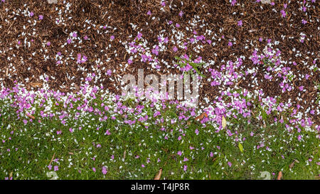 Full frame background photo of the spring ground that covered by freshly fallen pink, purple and white petals, leaves, freshly grown green grass and b Stock Photo