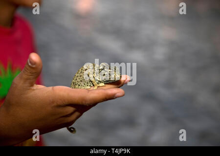 Close up photo of a hand of a young Tunisian boy holding chameleon in the medina in Sousse, Tunisia Stock Photo