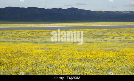 California Goldenfields or Lasthenia californica. Super Bloom 2019, Carizzo Plain National Monument, California, USA Stock Photo