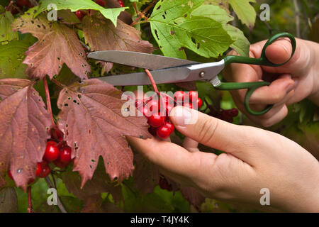 harvesting the berries from the snowball tree scissors Stock Photo
