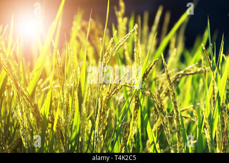 Close-up of yellow paddy rice field waiting for harvest in Thailand Stock Photo