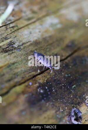 Wood louse on log, UK. Stock Photo