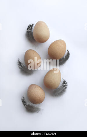 Five eggs of Guinea fowl laying on white background with five grey spotted feathers. Stock Photo