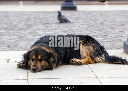 A sad poor dog lying on the street Stock Photo