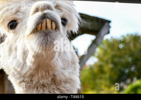 Adorable smiling funny looking white lama with big front teeth looking around inside a small ranch head shoot Stock Photo