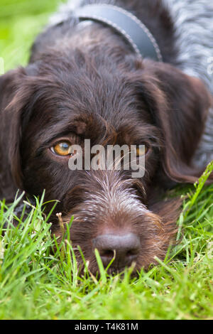 portrait of german wirehaired pointer lying on the grass Stock Photo