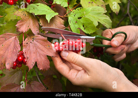 pruning the berries from the snowball tree scissors Stock Photo