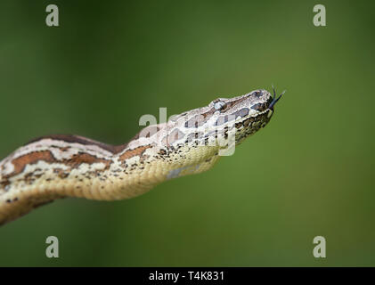 Dumeril’s Boa (Acrantophis dumerili), a non-poisonous snake. Green nature background with copy space. Stock Photo