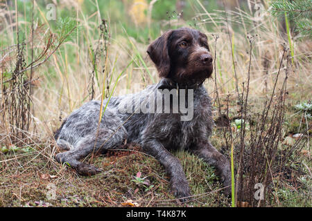 hunting dog german wirehaired pointer rests in the grass Stock Photo