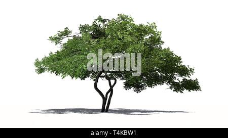 lemon tree isolated on white background Stock Photo - Alamy
