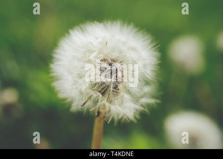 Close up of a Dandelion (Taraxacum officinale) with soft green background Stock Photo