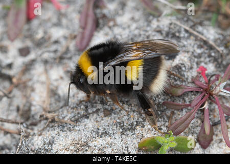 White-tailed bumblebee (Bombus lucorum) on sand patch in Surrey heathland, UK, April Stock Photo