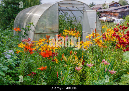 greenhouse with tomatoes, Alstroemeria Sweet Laura, yellow flowers in the garden Stock Photo