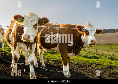 2 young Red Holstein calves are standing in the meadow. They have red colorful fur. They are curious and stand in the sunset. Green landscape. Stock Photo