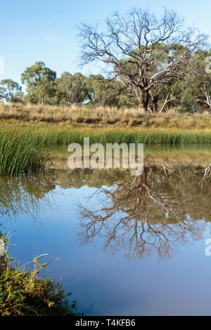 A dead tree reflected in a small verdant pond at the Pinnacle Nature Reserve, Canberra, Australia during a morning of April 2019 Stock Photo