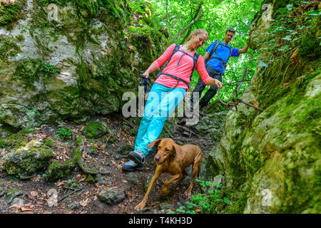 Descending on rooty trail in forest Stock Photo