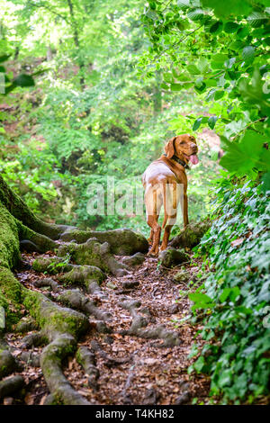 Dog looking back for masters on rooty trail Stock Photo