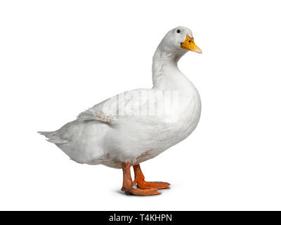 Tame white duck, standing side ways facing camera. Looking towards lens with cute head tilt. Isolated on white background. Stock Photo