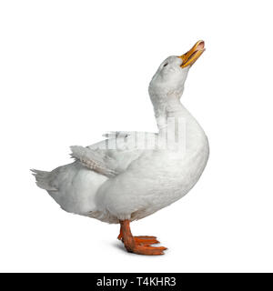 Tame white duck, standing side ways facing camera. Looking up with open beak. Isolated on white background. Stock Photo