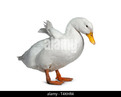 Tame white duck, standing side ways facing camera. Looking down and shaking out wings. Isolated on white background. Stock Photo