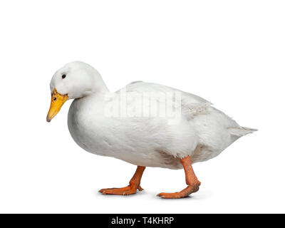 Tame white duck, standing / walking side ways. Looking down searching for food. Isolated on white background. Stock Photo