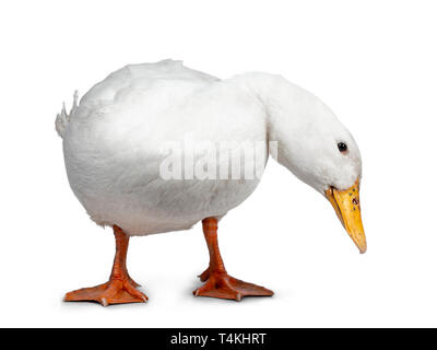 Tame white duck, standing facing camera. Head turned down side ways looking for food. Isolated on white background. Stock Photo