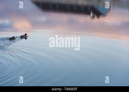 Two swimming ducks on the blue-pink mirror smooth surface of a quiet river. Stock Photo