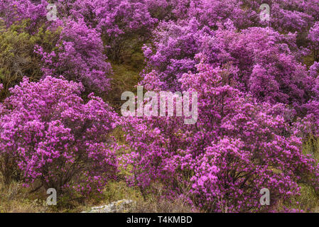 Beautiful thickets of shrubs with bright spring purple flowers of rhododendron Ledebour on the slope of the mountain Stock Photo