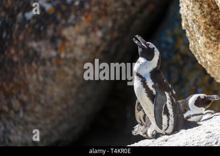 African penguin, Spheniscus demersus, standing on a rock basking in the sun, at Simonstown, South Africa Stock Photo