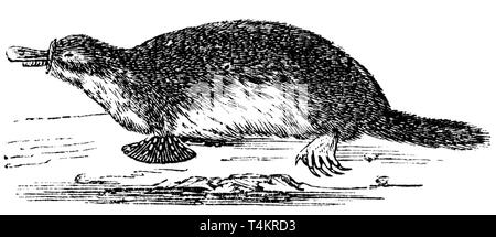 Wood cut engraved illustration, taken from 'The Treasury of Natural History' by Samuel Maunder, published 1848 Stock Photo