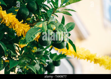 Green Citrus Limes Fruits In Lime Tree Stock Photo