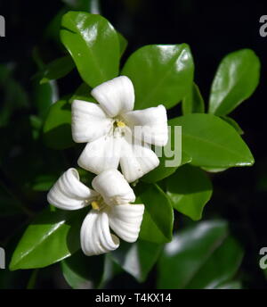 White flowers of Orange Jessamine. Murraya paniculata, Jasminul portocal (Murraya exotica, Chalcas paniculata sau Chalcas exotica), green bush close u Stock Photo