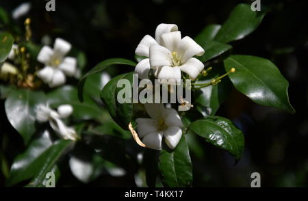 White flowers of Orange Jessamine. Murraya paniculata, Jasminul portocal (Murraya exotica, Chalcas paniculata sau Chalcas exotica), green bush close u Stock Photo