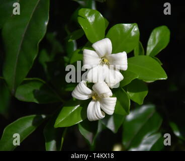 White flowers of Orange Jessamine. Murraya paniculata, Jasminul portocal (Murraya exotica, Chalcas paniculata sau Chalcas exotica), green bush close u Stock Photo